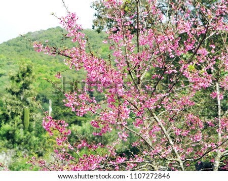  The queen tiger (sakura Thailand) flower trees  are always blooming at the winter time in the Northern Thailand ,especially in ChiangMai.