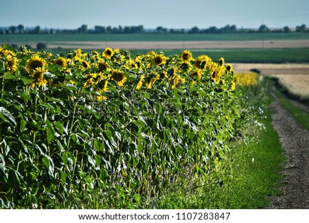 sunflowers on the field