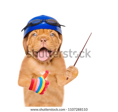 Funny puppy with swimming hat and glasses pointing away and showing thumbs up. isolated on white background