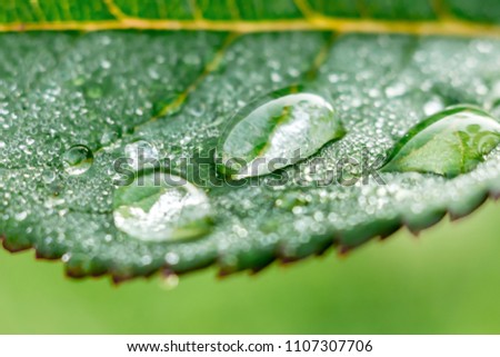 Drops of dew on a leaf of roses. Summer garden after rain