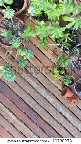top view on succulent plant collection on a wooden floor