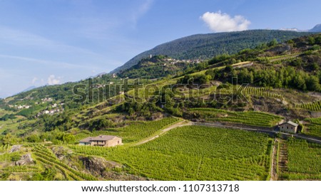 Cultivations in Valtellina, vineyards and terracing