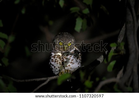 Owl in night forest. African barred owlet, Glaucidium capense, Bird in the nature habitat in Botswana. Animal sitting on the tree branch during dark night. Wildlife scene from Africa.