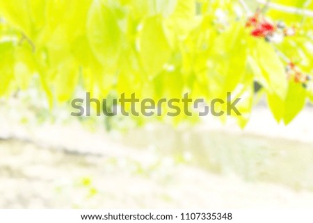 Beautiful green leaf background /blur picture in the morning on summer season