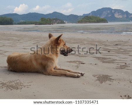 Brown dog on the beach.Fair in blurred,Soft focus,Select 