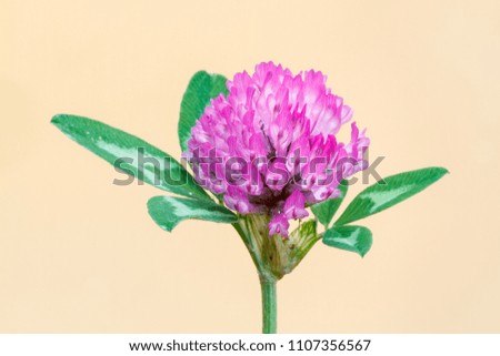 Trifolium pratense. Red or violet clover, inflorescences.