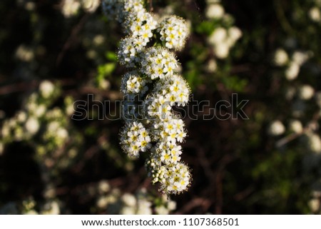 Beautiful branch of spiraea cinerea in vertical position. Beauty blossoming bush with white flowers. Spiraea. 