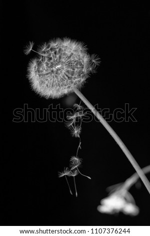 dandelion faded black and white photo