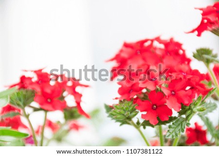 Soft focus beautiful red verbena flowers  blooming in  pot with blurry background and bokeh,  idea gardening pot for summer concept.