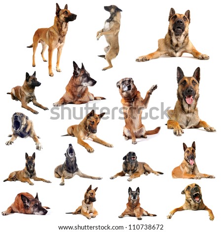 composite picture with purebred belgian sheepdog malinois on a white background