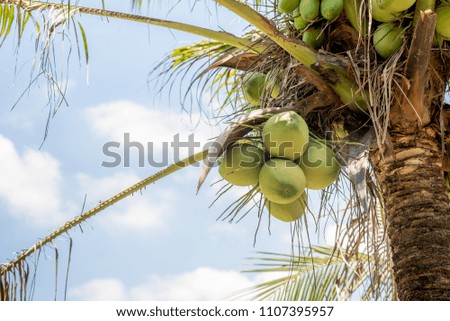 Young coconut on the tree