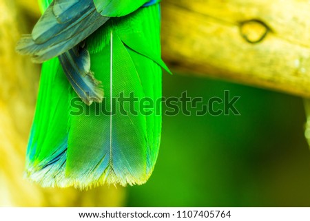 Wing beautiful green parrot background