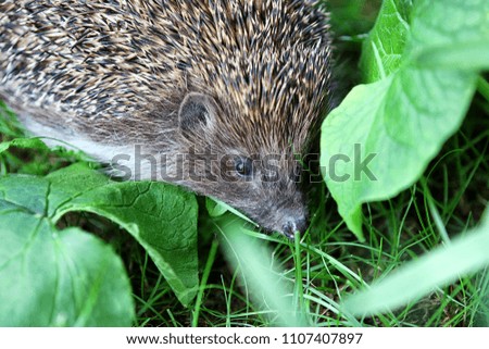 The hedgehog is hiding in the bushes. Ukraine. Portrait of animal. Eastern Europe.