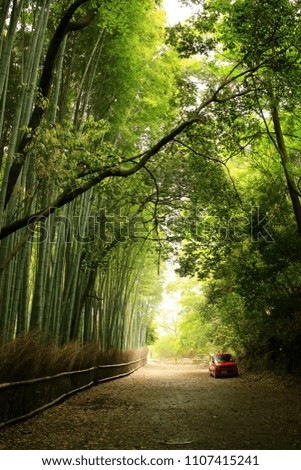 This is a picture of  a bamboo forest in kyoto, Japan.