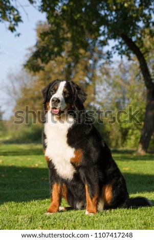 Bernese mountain dog posing outside. Green bernese portrait.