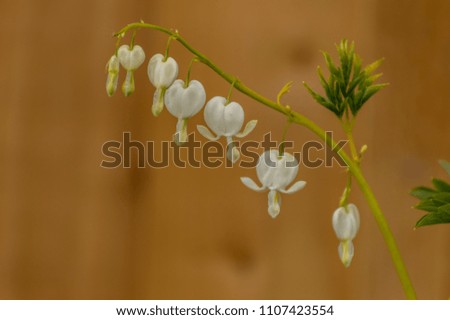 A beautiful string of white bleeding hearts in flower in a natural environment.