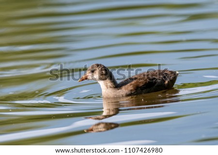 Reed, as well as reed, water, or marsh hen, occasionally lyska (lat. Gallinula chloropus) - small, about the size of a pigeon, waterfowl of the family rails. Usually leads a secretive way of life