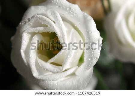 A close-up of drops of dew on the petals of a blossoming white rose.

