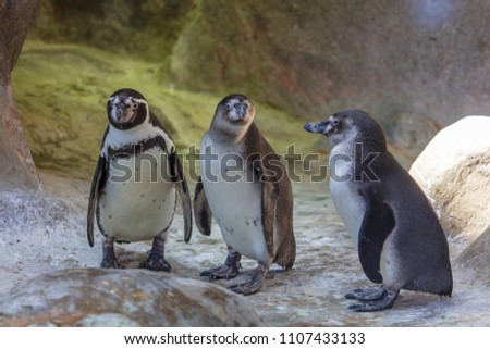 Penguins are walking in nature