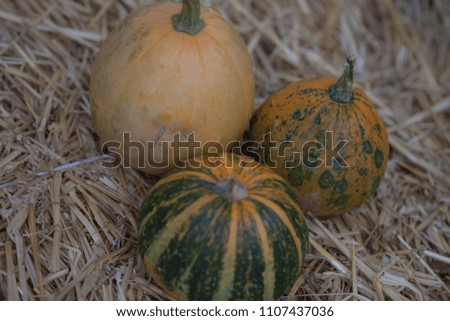 Pumpkins collection on hay. Autumn harvest. Fall decorations, autumn celebration, postcard and poster background. Autumn vegetables outdoor.