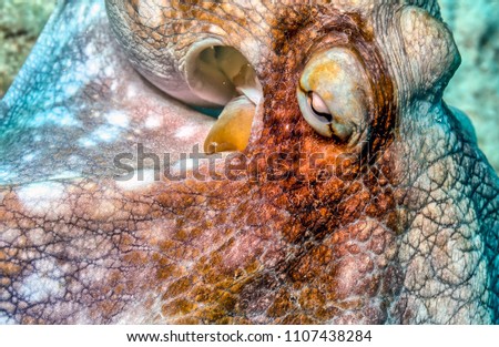 Caribbean reef octopus,Octopus briareus is a coral reef marine animal.