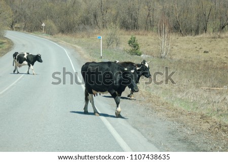 Three cows crossing an asphalt road before sharp turn