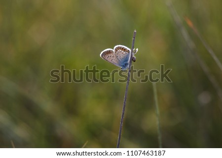 Beautiful little butterfly sitting on the grass lit by the setting sun
