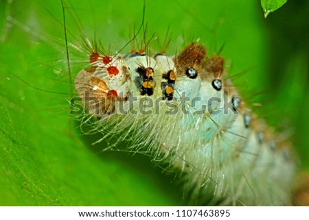 A caterpillar on leaf