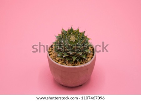 cactus in the pot on pink background,pastel color