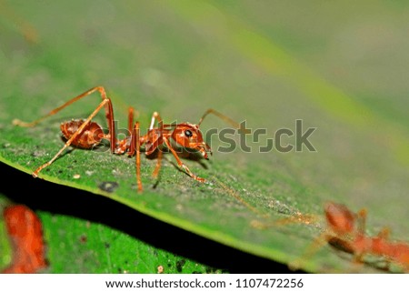 A group of red ant & prey
