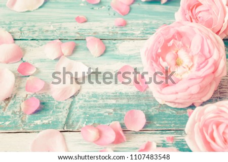 pink roses on a blue background