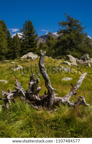 Aosta Valley, Italy. Root of a dead larch tree in Gressoney Valley (also called Lys Valley). In the background, Corno Rosso (Red Horn).