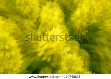 abstract bright background of flowers photographed by zooming, shifting and spinning the lens at long exposures                     
