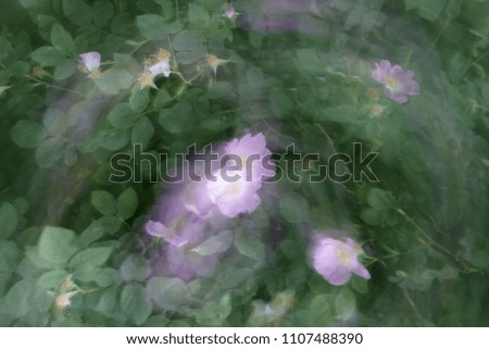 abstract bright background of flowers photographed by zooming, shifting and spinning the lens at long exposures                     