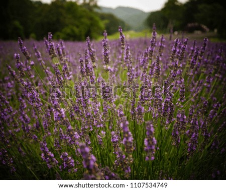 Lavender flower field in summer day. Nature background.