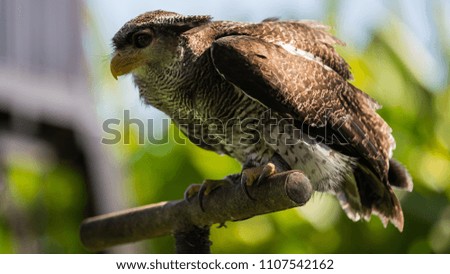 Close-up shot of Barred eagle-owl (Bubo Sumatranus)