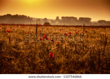 poppy field at the morning