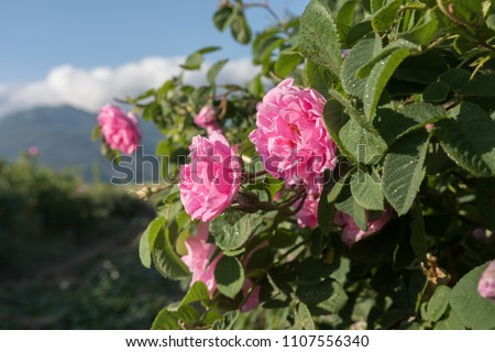 Rosa damascena, known as the Damask rose - pink, oil-bearing, flowering, deciduous shrub plant. Bulgaria, near Kazanlak, the Valley of Roses. Close up view. The Old mountain (Balkan) on the background Royalty-Free Stock Photo #1107556340