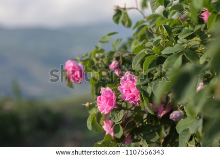 Rosa damascena, known as the Damask rose - pink, oil-bearing, flowering, deciduous shrub plant. Bulgaria, near Kazanlak, the Valley of Roses. Close up view. The Old mountain (Balkan) on the background