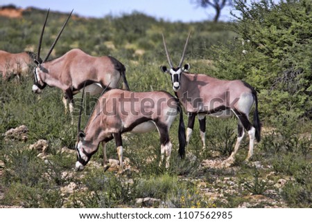 Gemsbok, Oryx gazella gazella, in tall grass, Kalahari South Africa