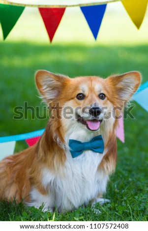 birthday off beautiful corgi fluffy on green lawn and colorful party flags on the background
