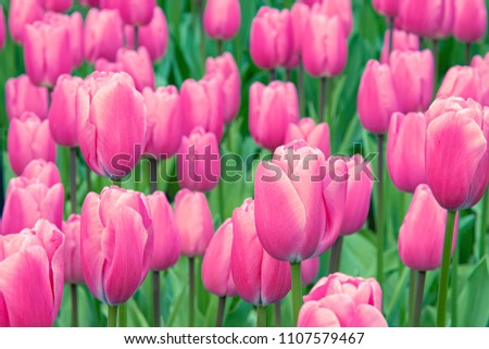 Lovely pink tulip flowers arranged beautifully with green leaves. Creating the greatest spectacle of all in the open garden as their complementary color, green, arrives fresh the garden. 