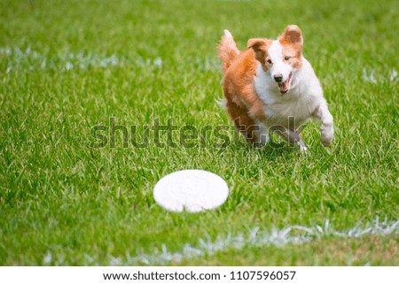 The dog is running and playing flying disk on a sunny summer day