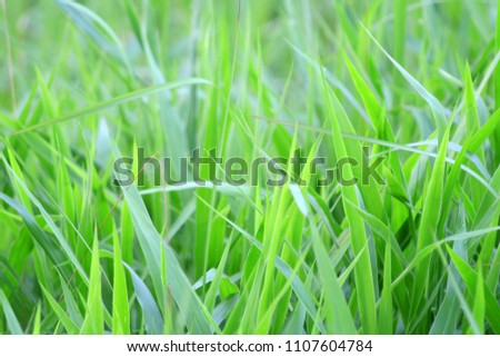 The organic rice plant leaves in the field