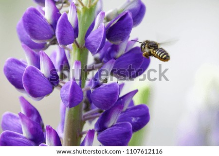 Pollination. Bee flies and collects nectar from a purple lupine. Beautiful picture with blurred background.