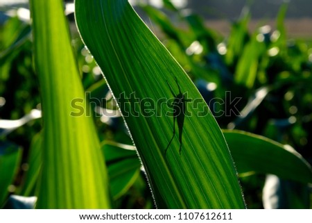 A grasshopper thinks it’s hiding behind a lush green leaf of a cornstalk in the early morning sunshine. North Carolina Agriculture.