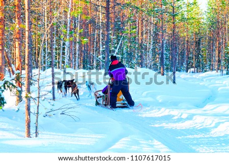 Woman in Husky Dogs Sled in Rovaniemi of Finland of Lapland at Christmas. Dogsled as a canine teamwork.