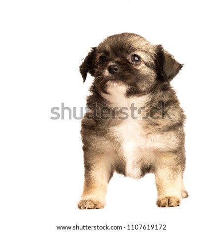 Cute little chihuahua puppy isolated in white background front view