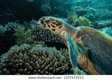 Amazing Giant Green Sea Turtles in the Red Sea, eilat israel - a.e