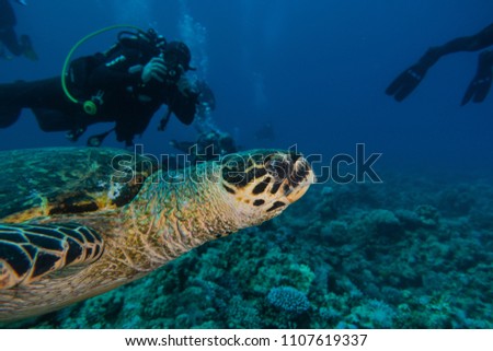 Amazing Giant Green Sea Turtles in the Red Sea, eilat israel - a.e